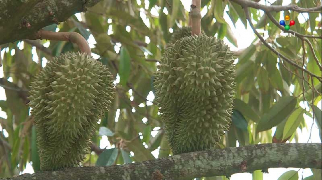 ផ្តើមពីក្តីស្រឡាញ់វិស័យកសិកម្ម កសិករម្នាក់ ដាំទុរេនជាង ៧០ហិកតា នៅស្រុកសំឡូត ប្រើតែជីសរីរាង្គ និងគ្មានសារធាតុគីមី ដោយរំពឹងនាំចេញលក់ក្រៅប្រទេស